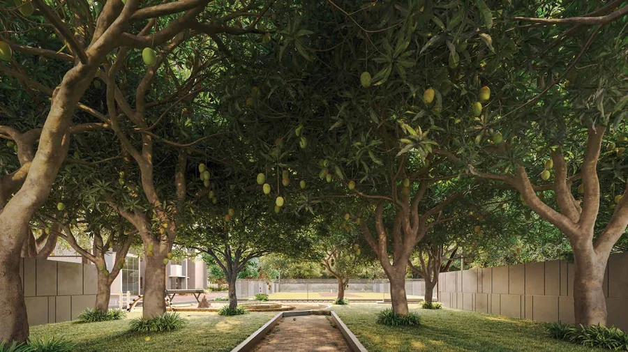 Amrapali mango tree orchard retained at Inspire Rajarhat